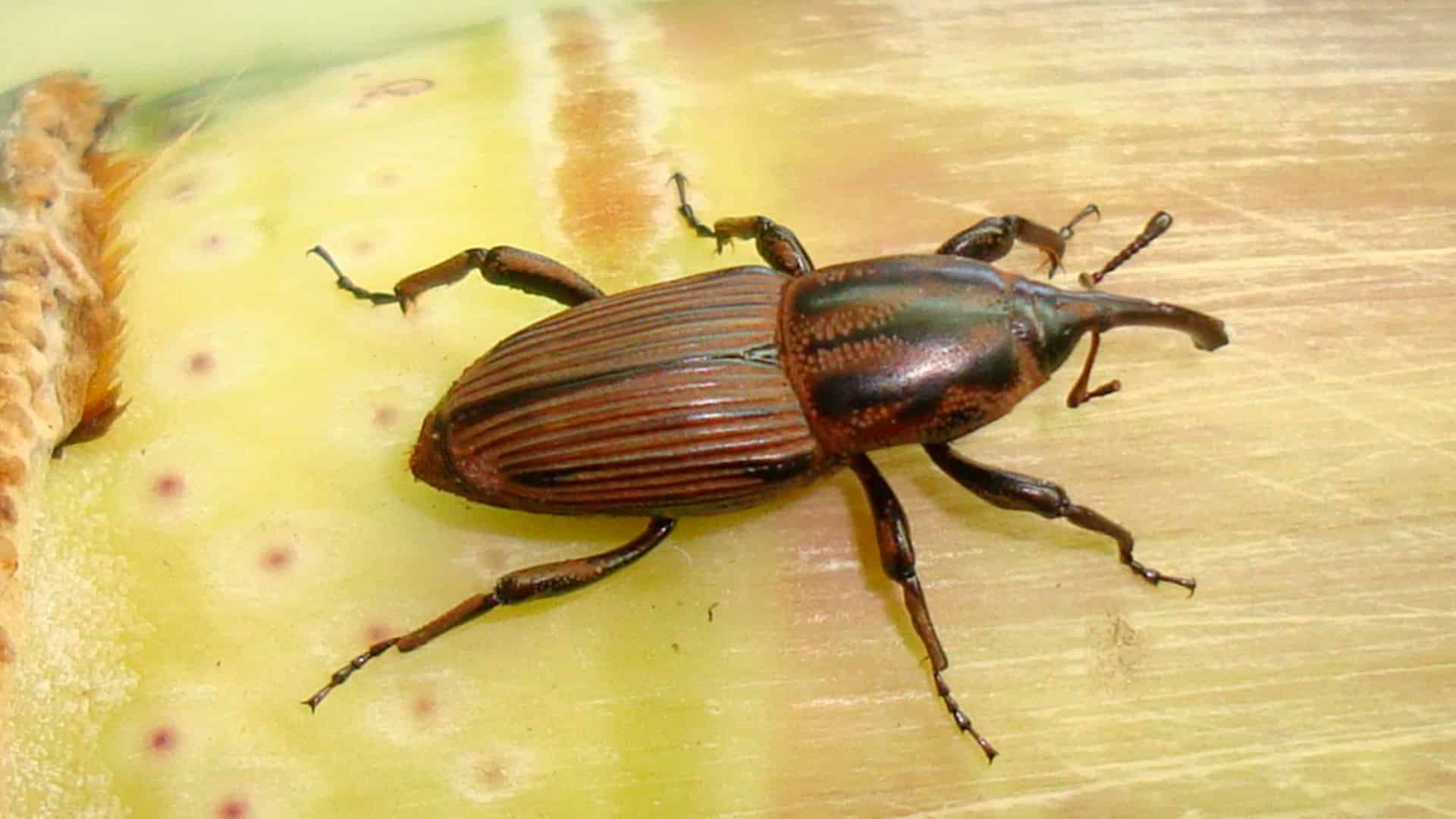 Bicudo da Cana