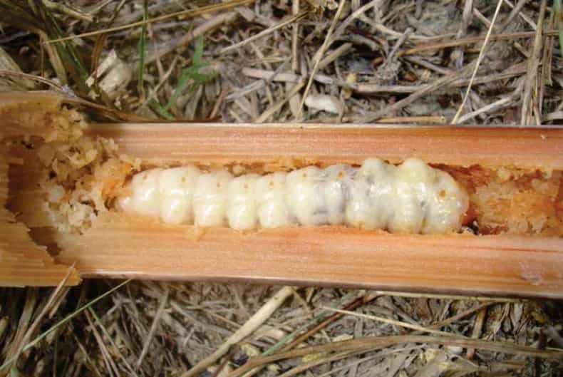 Broca-gigante Larva