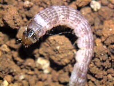 Broca da Raiz Larva