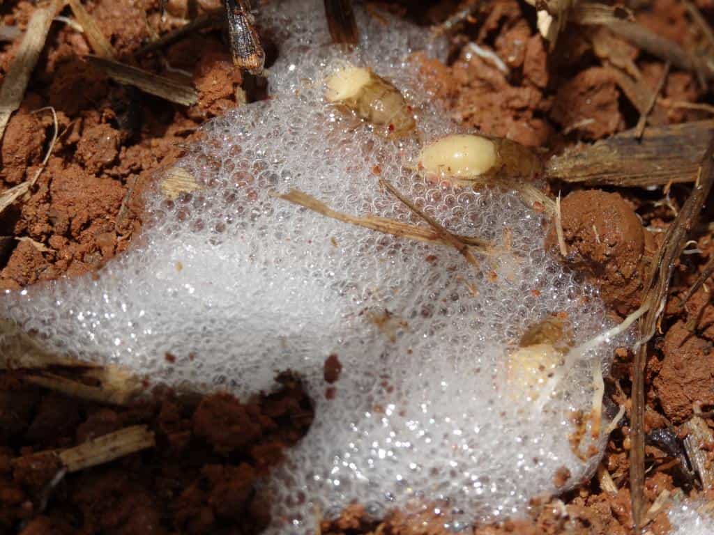 Cigarrinha Larva