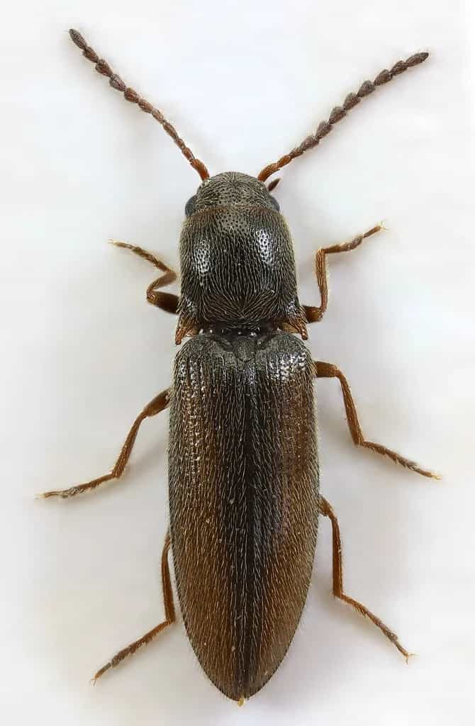 Larva-arame