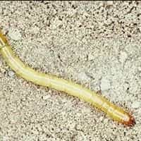 Larva-arame Larva
